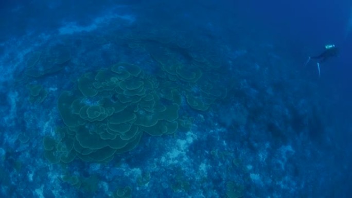 带有白菜珊瑚的礁石的鸟瞰图
