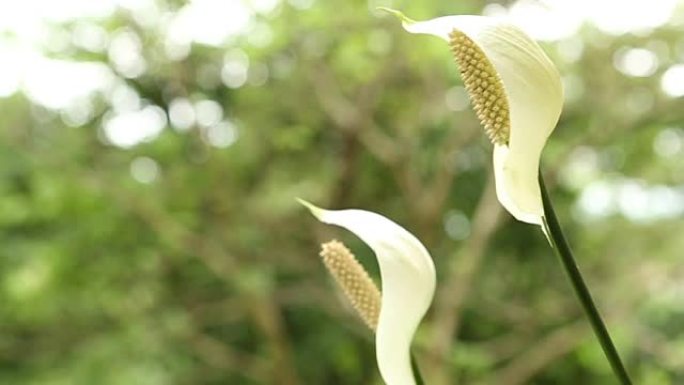 马蹄莲百合花慢动作