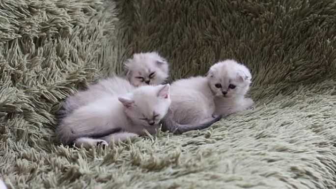 三只小猫在沙发上睡着了