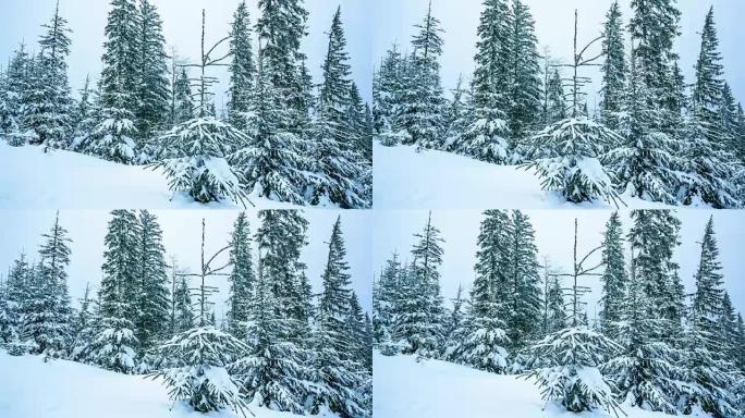 美丽的冬季风景，有雪覆盖的树木。冬季山脉。