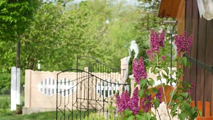 紫丁香开花，开花，用滑轨拍摄。紫丁香花园。丁香的花，盛开，丁香
