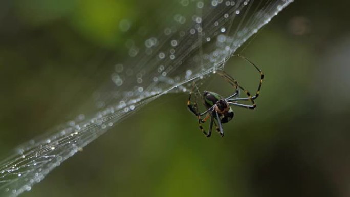 热带雨林中的蜘蛛。