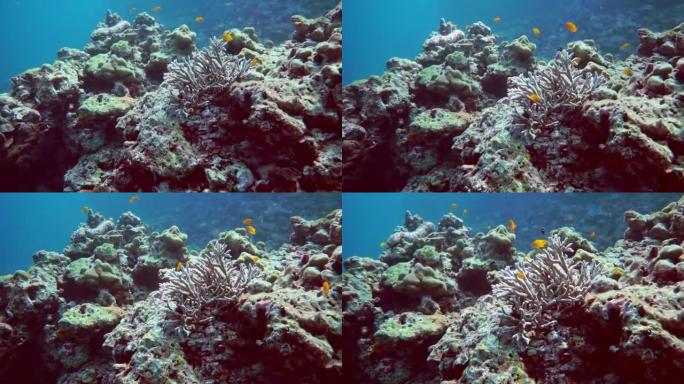 漂白珊瑚礁上的水下火珊瑚 (Millepora dichotoma)
