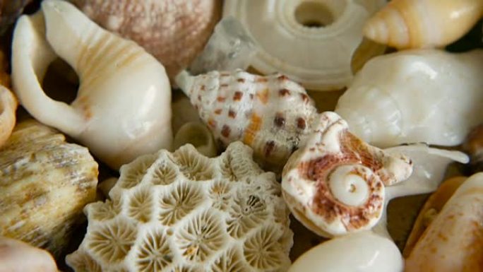 不同的混合彩色贝壳作为背景。各种珊瑚、海洋软体动物和扇贝。