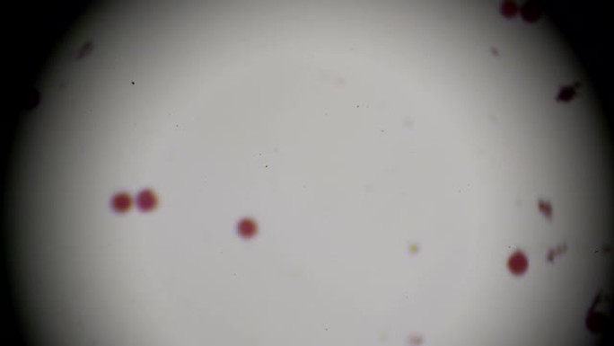 显微镜下豌豆植物花粉
