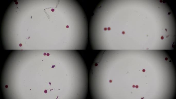 显微镜下豌豆植物花粉