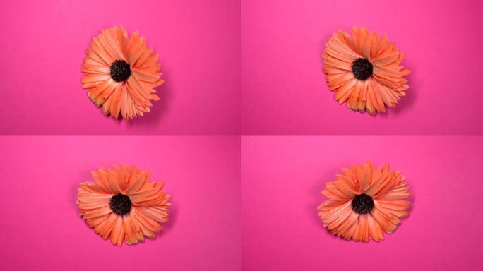 美丽的红色雏菊花在旋转的粉红色背景上缓慢旋转。