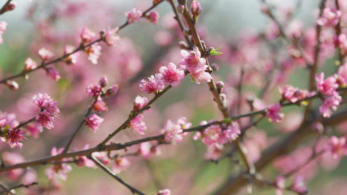 春天红色桃花