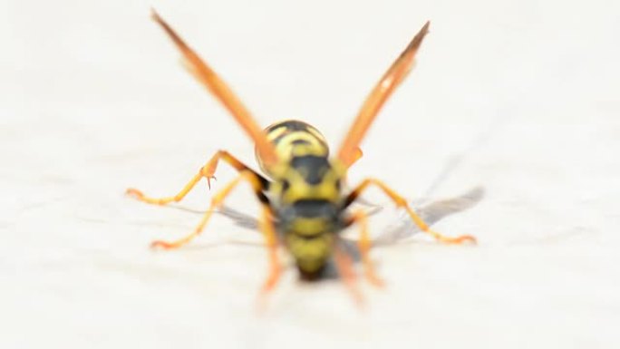 白色背景上的黄蜂昆虫。微距拍摄特写