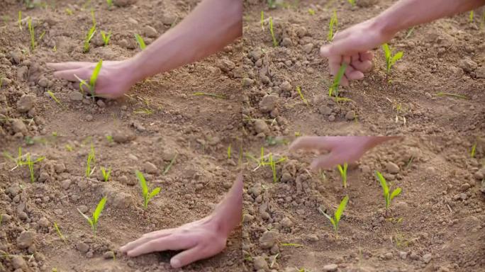 双手检查农业领域的土壤