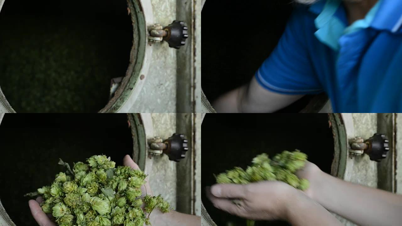 农民在干燥室检查啤酒花，
