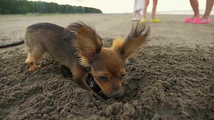 那只狗在沙子上挖了一个洞。