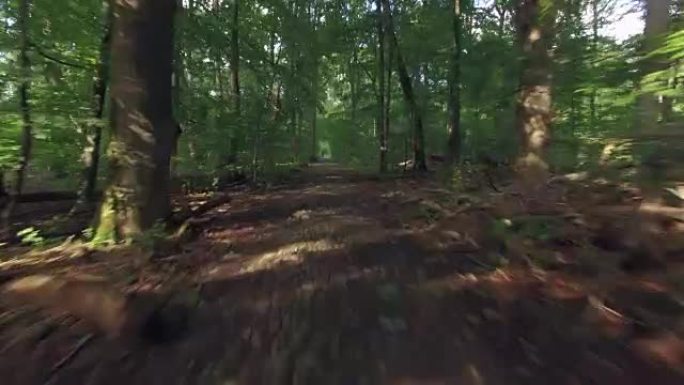 无人机拍摄落叶林中的踪迹。阳光透过树木。穿越森林通道