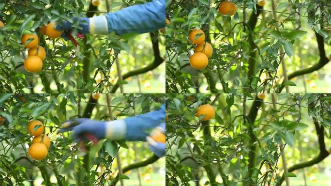 农民在花园里收获橘子做出口生意。