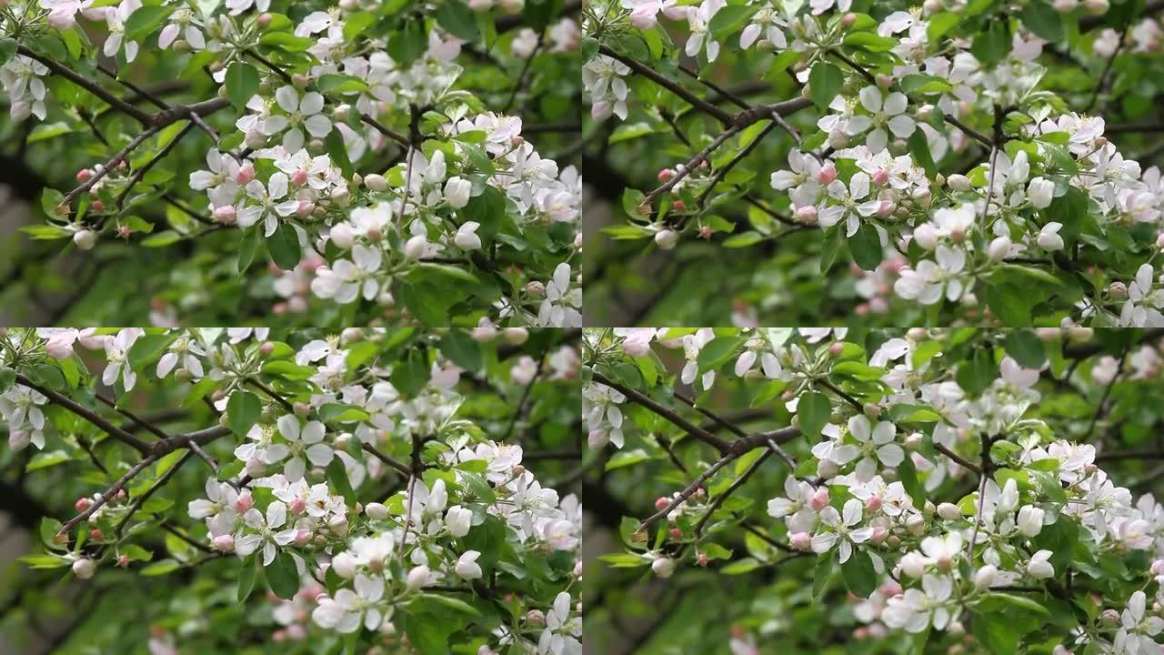 春天用蜜蜂盛开的果园里有野鸟的歌声。盛开的果园树。春季背景。阳光照射下的春天果园。春天的花田背景。花