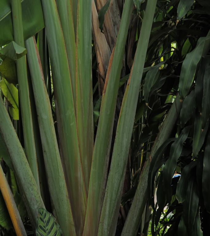 孔雀竹芋