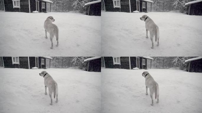 拉布拉多寻回犬在该地区下雪雨