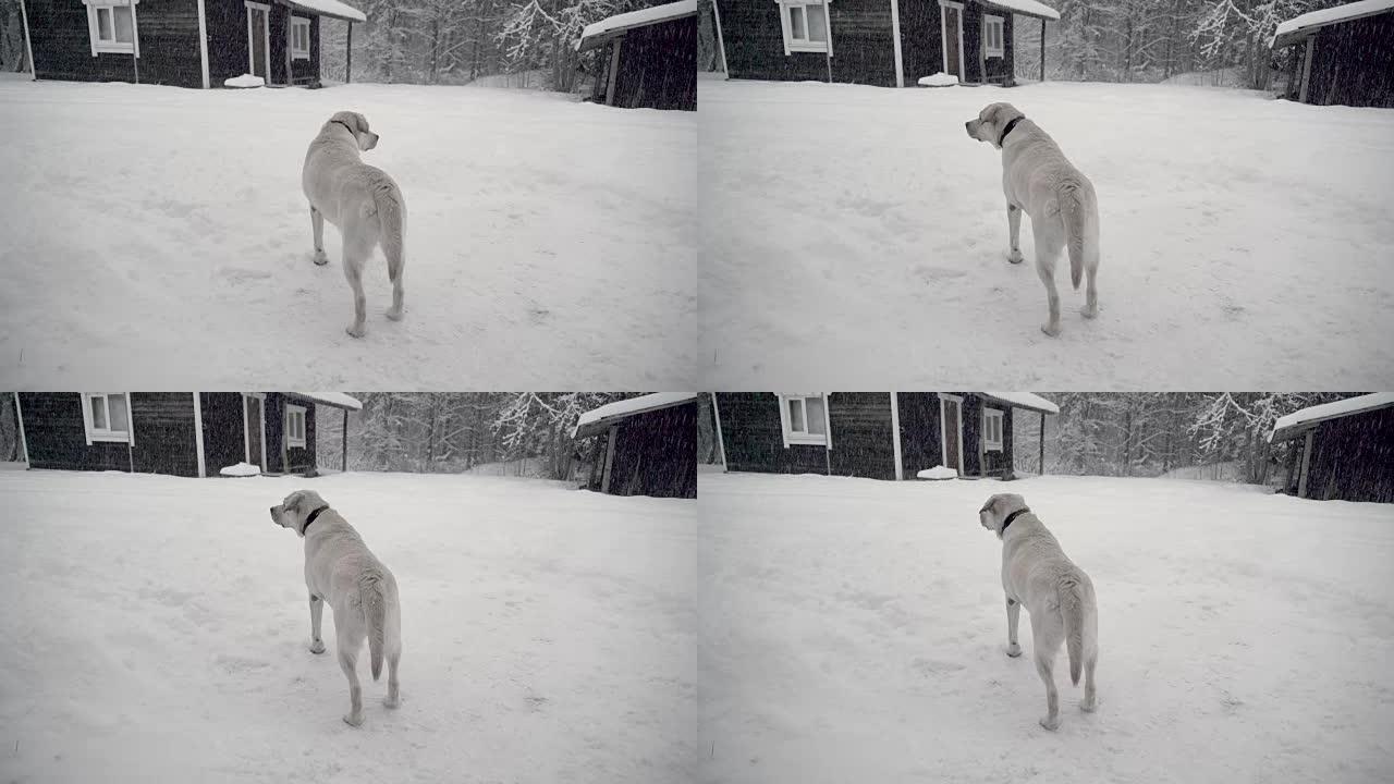 拉布拉多寻回犬在该地区下雪雨