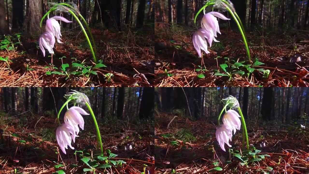 春季松树林中春天开花的pasque白头翁花的运动视频
