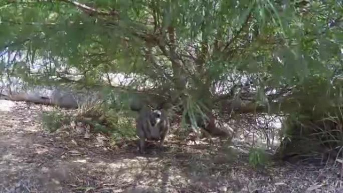 南澳大利亚袋鼠岛上的野生袋鼠