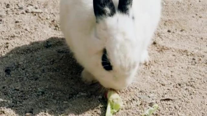 可爱的蓬松兔子吃生菜