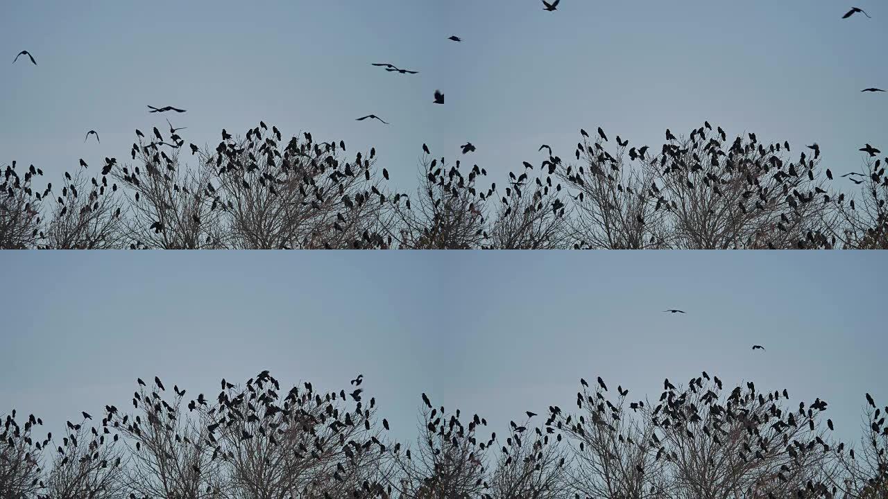 乌鸦群坐在鸟秋树的顶部。鸟群飞来的乌鸦
