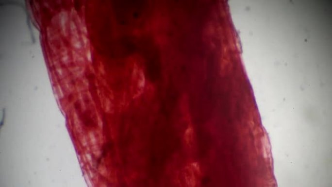 光学显微镜下的果蝇幼虫