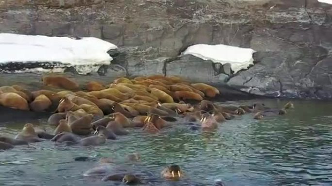 沙漠海岸背景下的海象在新地球上的北冰洋航空视图。