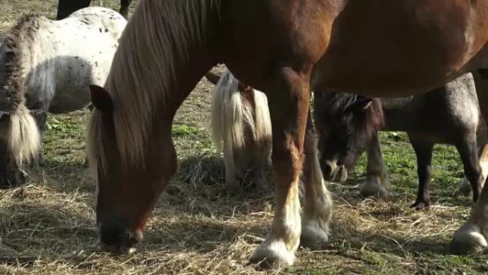 Group of horses eating hay in an arid field on sun