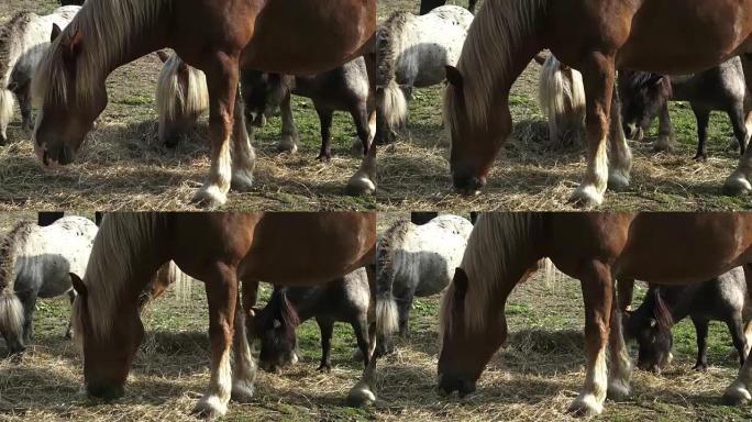 Group of horses eating hay in an arid field on sun