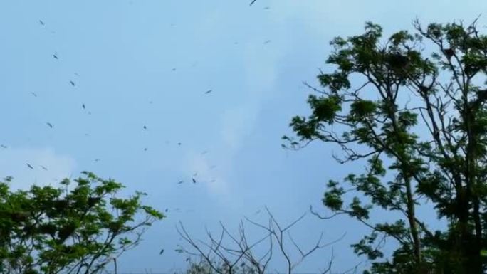 世界各地的动物，大群鸟飞越树梢