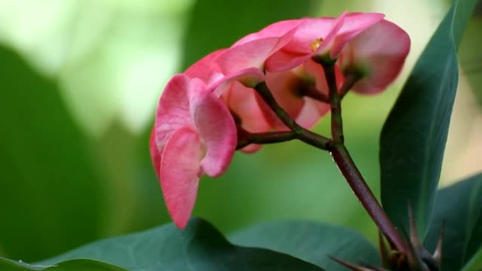 粉红色荆棘花冠