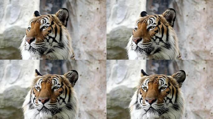 大自然中的可爱老虎
