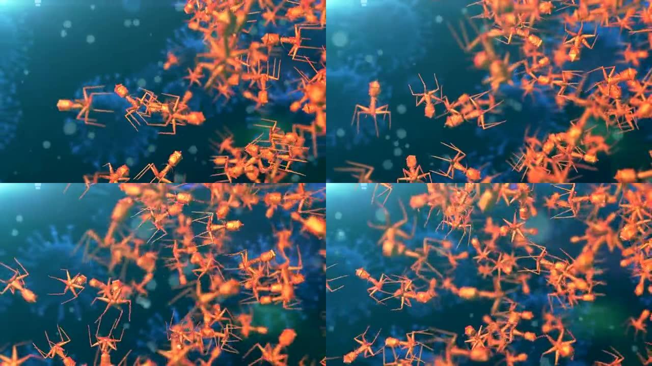 噬菌体感染细菌