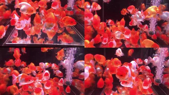 许多金鱼在透明的玻璃缸水族馆中游泳如此美丽，是金色，白色和橙色