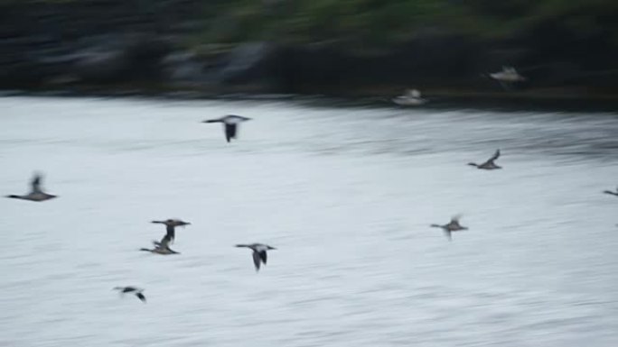 鸟类飞越挪威博德的潮流盐