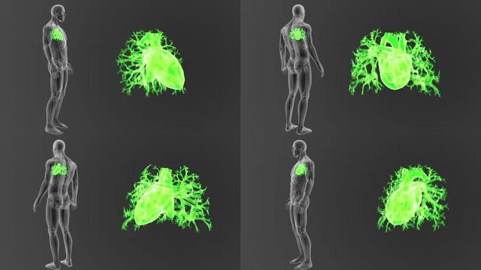 骷髅放大人类心脏