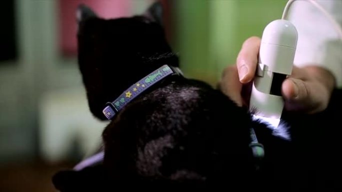 兽医用超声波检查猫的皮肤和头发