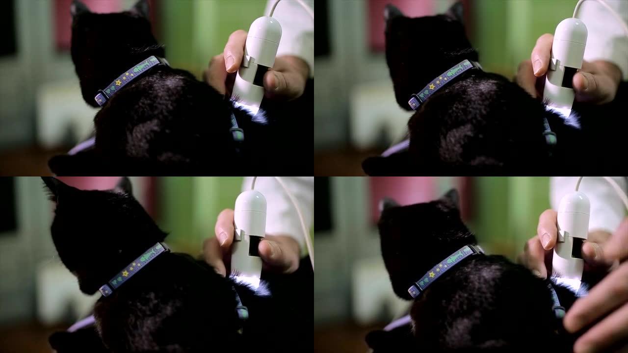兽医用超声波检查猫的皮肤和头发