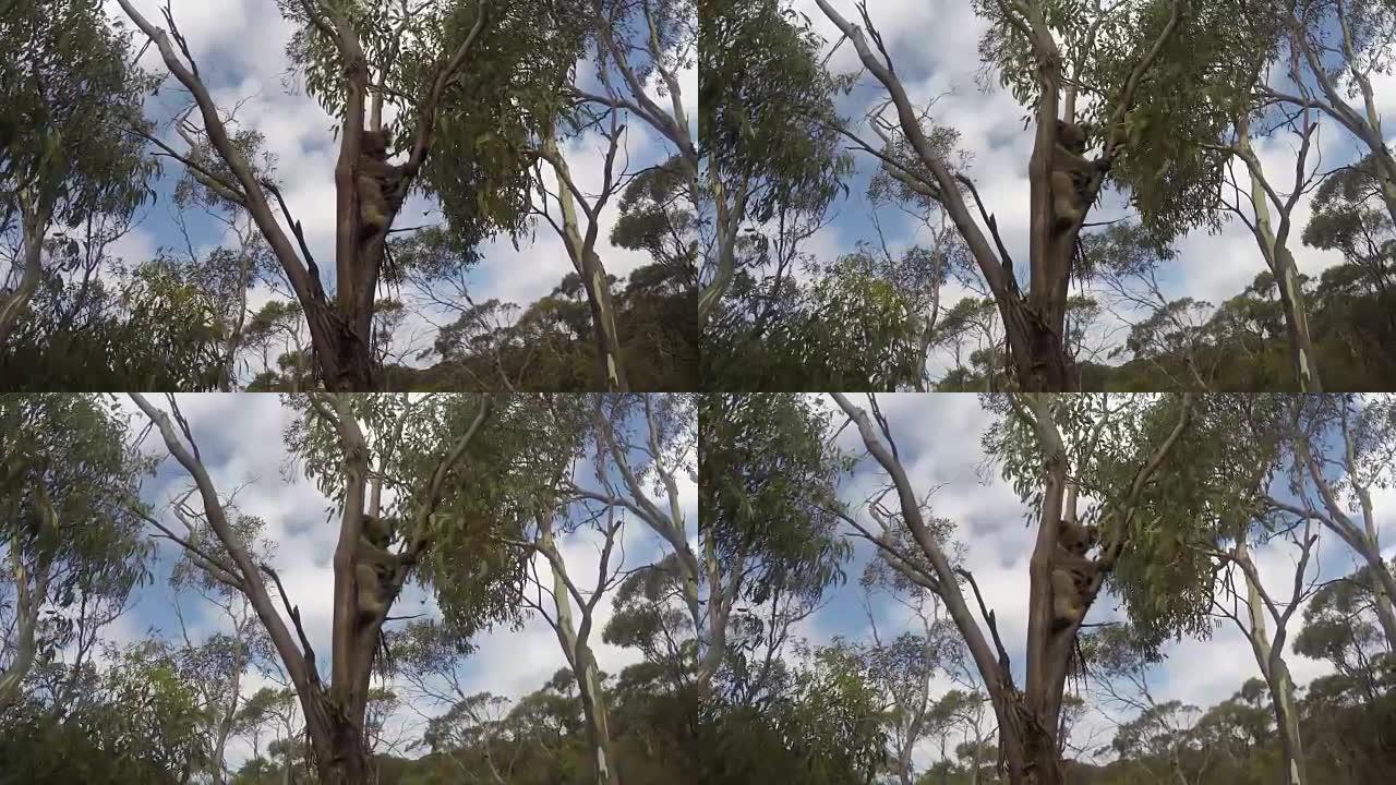 南澳大利亚州的考拉袋鼠岛
