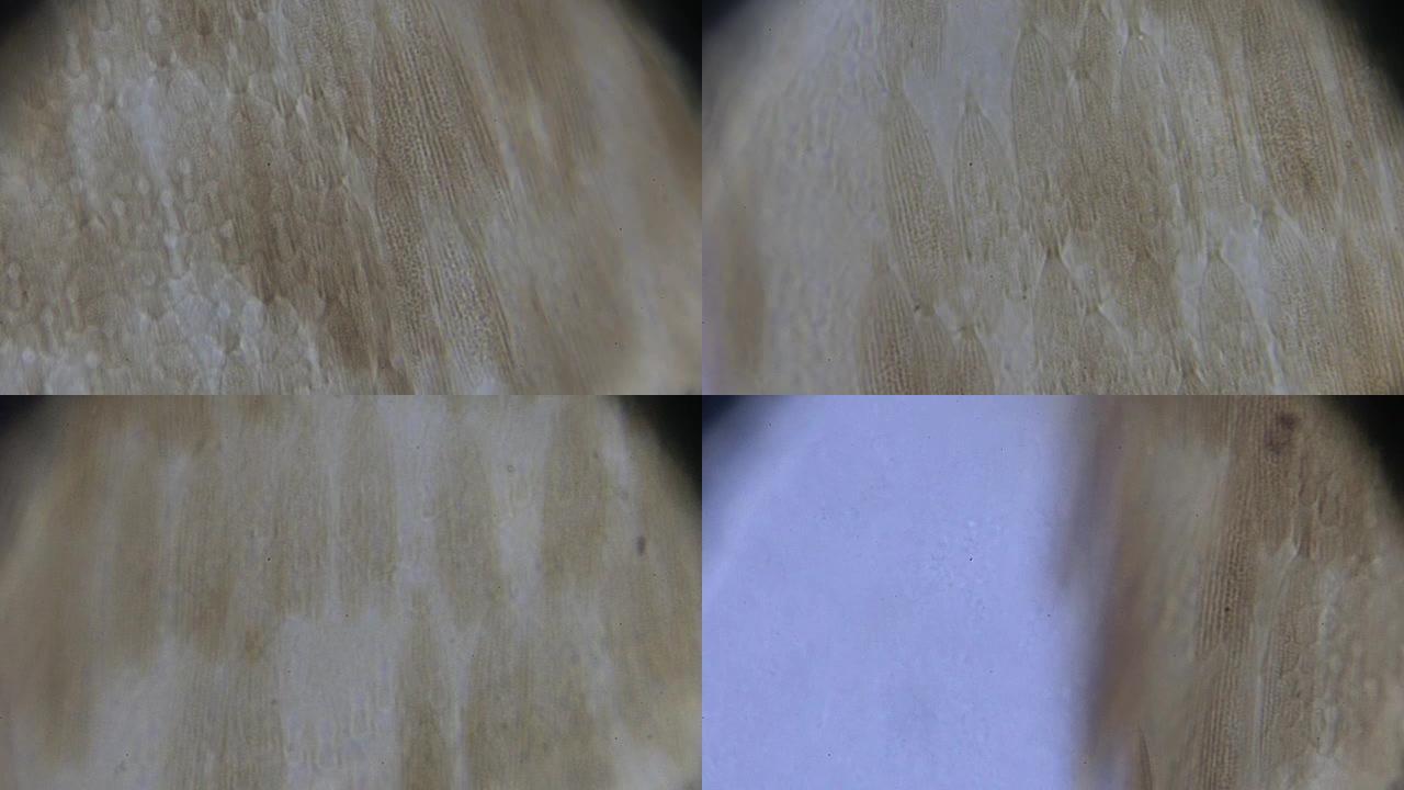 光学显微镜下的蝴蝶天线