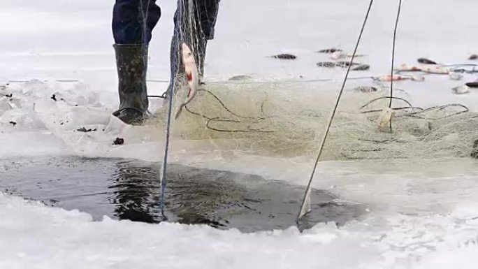 渔民将鱼从冰冻池塘的洞中拉出。冬季钓鱼
