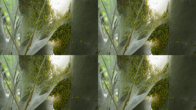 蝴蝶幼虫catepillar蠕虫蛾在树的蜘蛛网纸巾袋内特写