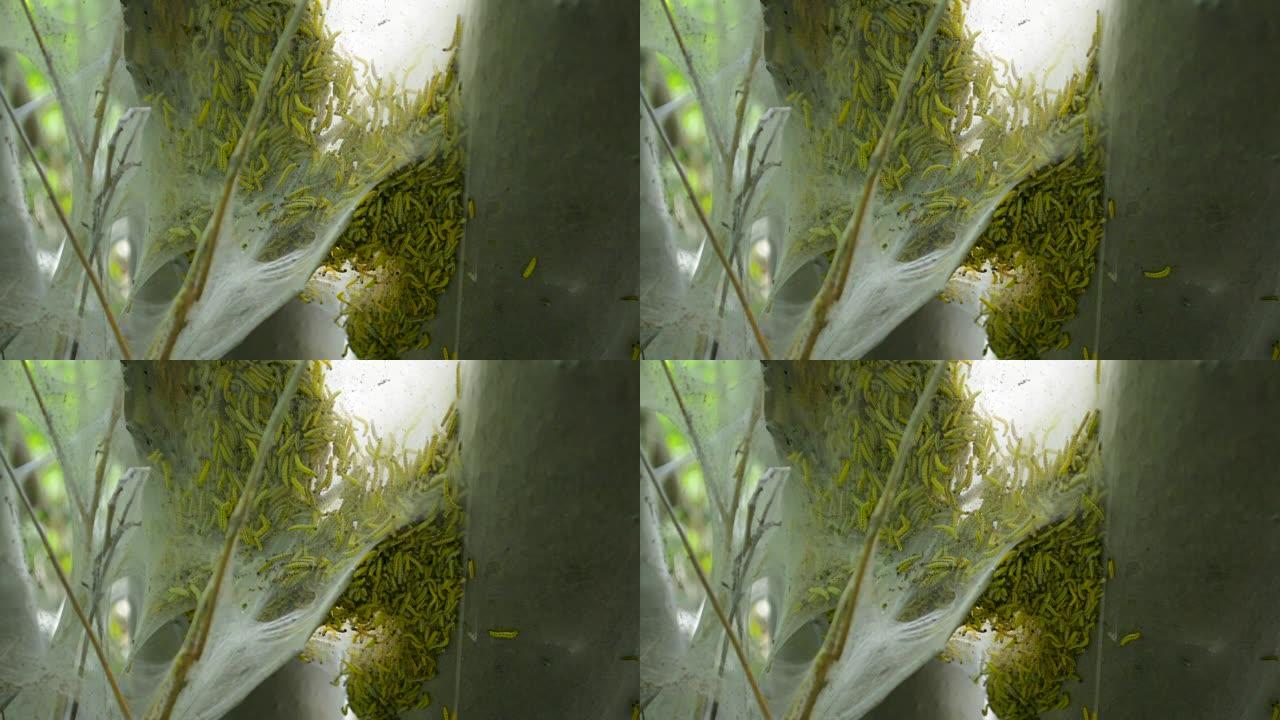 蝴蝶幼虫catepillar蠕虫蛾在树的蜘蛛网纸巾袋内特写