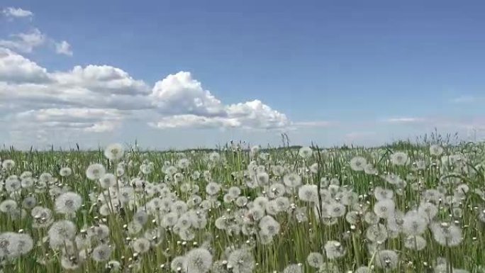 白色蒲公英田野在夏天阳光明媚的日子与白云背景下的天空相机从下移动到顶部