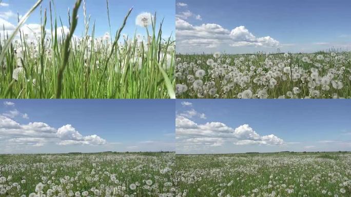 白色蒲公英田野在夏天阳光明媚的日子与白云背景下的天空相机从下移动到顶部