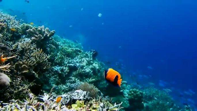 水下珊瑚礁景观。神奇的水下海洋生物世界。水肺潜水和浮潜