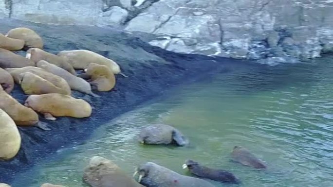 海岸上的海象群和新地球上的北冰洋航空视图。