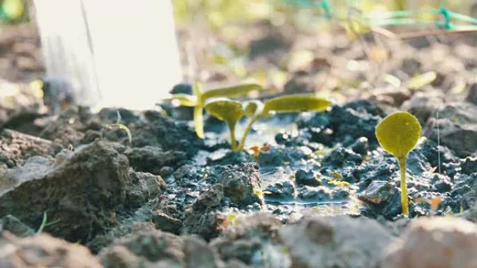 用喷水罐浇水的地下新种植物的胚芽。。水被吸收到土壤中