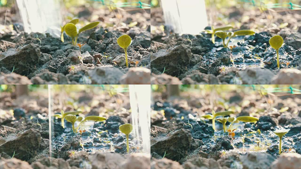 用喷水罐浇水的地下新种植物的胚芽。。水被吸收到土壤中